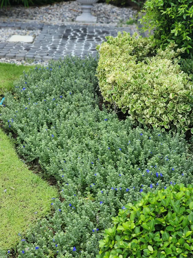 จัดสวน บ้านตัวอย่าง บางปู แลนด์ 58