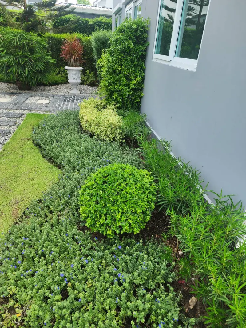 จัดสวน บ้านตัวอย่าง บางปู แลนด์ 58